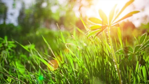 Spring grass in sun Stock Footage 90360467