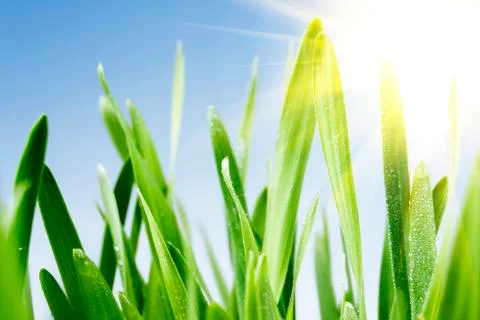 Spring grass in sun light and defocused sky on background Stock Photos