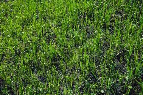 Spring grass in sun light and defocused sky on background Stock Photos