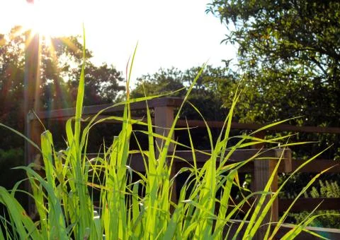 Spring grass in sun light and defocused sky on background Stock Photos