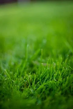 Spring grass in sun light and defocused sky on background Stock Photos
