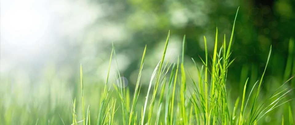 Spring grass in sun light Stock Photos