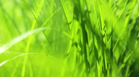 Spring Grass with Sunbeams HD Stock Footage 41572996