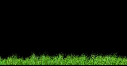 Spring grass sways in the wind. Seamless looping. Transparent background Stock Footage 106704802