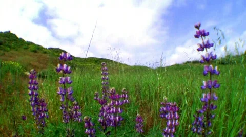 Spring grass time lapse Stock Footage 662051