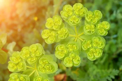 Spring grass umbrella Stock Photos