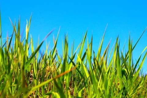 Spring grass under blue sky Stock Photos