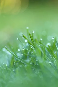 Spring grass.Green grass with water drop macro background in the sun. Stock Photos