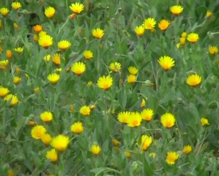 Spring grassland Stock Footage 63086