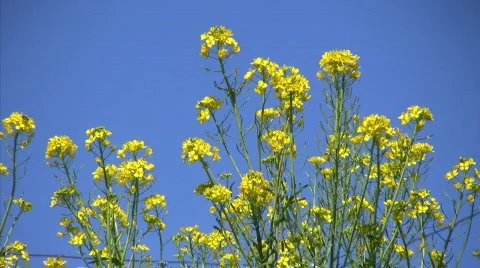 Spring grassland Stock Footage 660983