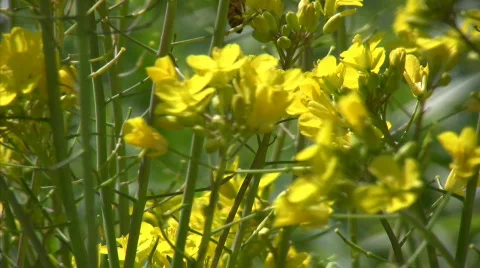Spring grassland Stock Footage