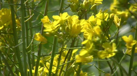 Spring grassland Stock Footage 661197