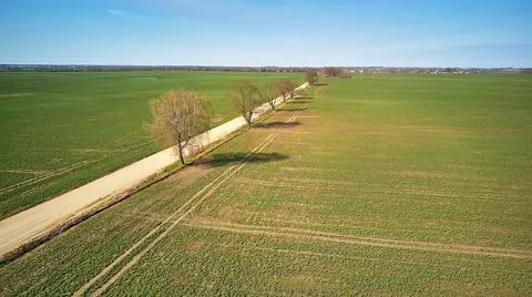 Spring green arable fields. Rural dirt road, maple tree alley aerial view. Be Stock Photos