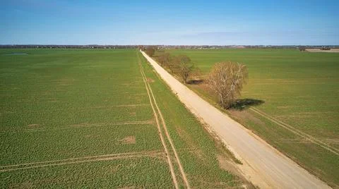 Spring green arable fields. Rural dirt road, maple tree alley aerial view. Be Stock Photos