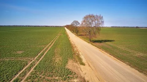 Spring green arable fields. Rural dirt road, maple tree alley aerial view. Be Stock Photos