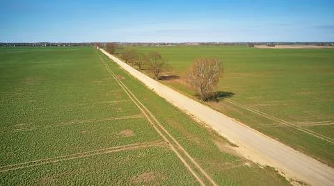 Spring green arable fields. Rural dirt road, maple tree alley aerial view. Be Stock Photos