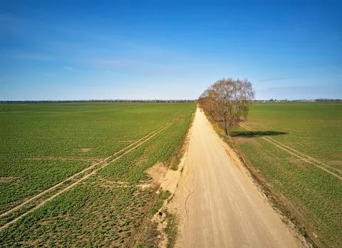 Spring green arable fields. Rural dirt road, maple tree alley aerial view. Be Stock Photos