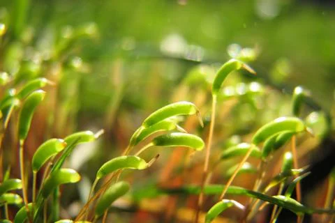 Spring green background Stock Photos