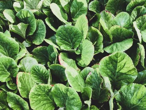 Spring green Background Stock Photos