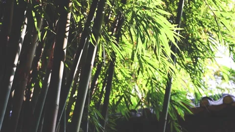Spring Green Bamboo Leaves in Sunlight 4K Real Time Footage Stock Footage 319829977