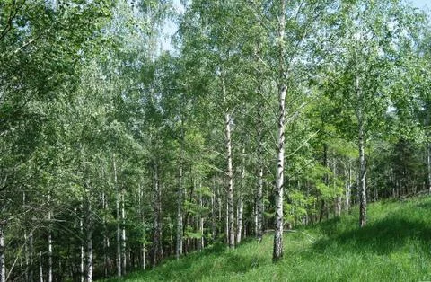 Spring green birch forest may Stock Photos