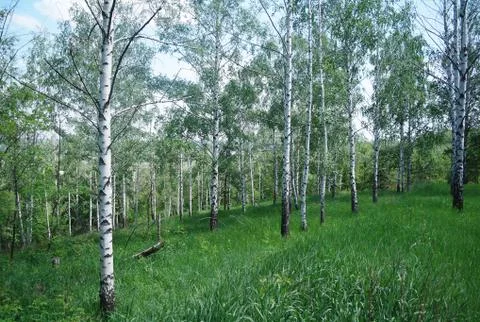 Spring green birch forest may Stock Photos