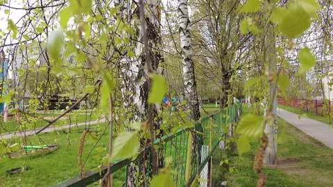 Spring green birch leaf close-up Stock Footage 155583887