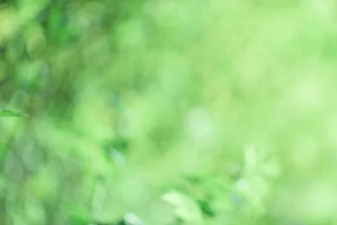 Spring green blurred background. Stock Photos