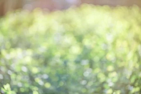 Spring green blurred background. Stock Photos