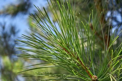 Spring green branches of spruce closeup in the forest Stock Photos