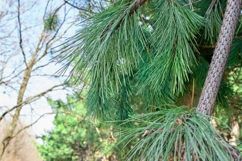 Spring green branches of spruce closeup in the forest Stock Photos