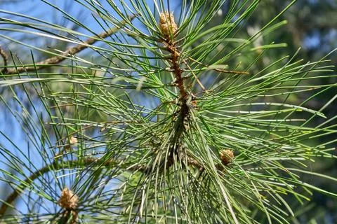 Spring green branches of spruce closeup in the forest Stock-Fotos