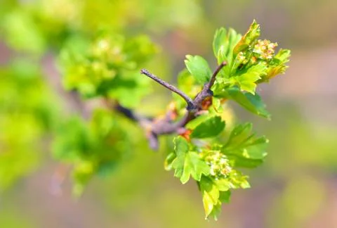 Spring green brunch Stock Photos