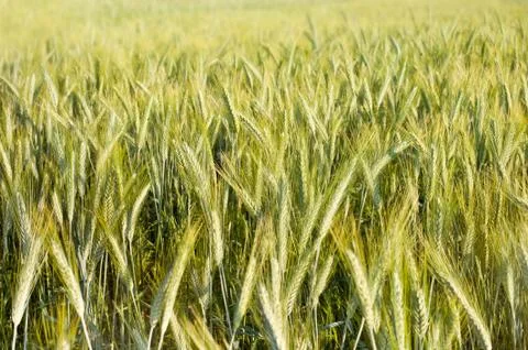 Spring green cereal plants Stock Photos