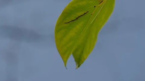 Spring green eucalyptus leaves Stock Footage 107717377