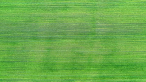 Spring green field aerial view, bright wheat field texture Stock Footage 138970783