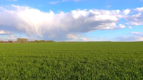 Spring Green Field, Blue Sky With White Clouds. Fresh Lush Green Grass. Stock Footage 129727873