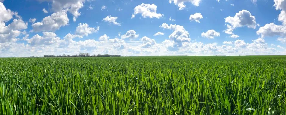 Spring Green Field, Blue Sky With A Lot Of White Clouds. Fresh Green Grass Stock Photos