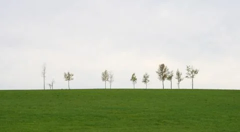 Spring green field with trees Stock Photos