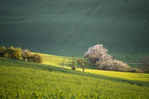 Spring green fields in Moravia region Stock-Fotos