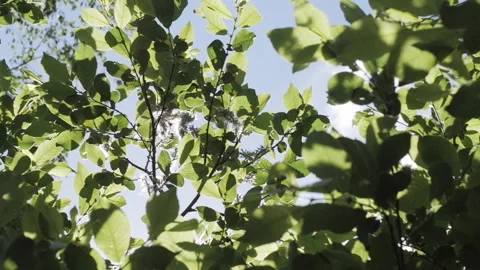 Spring - Green Foliage Against A Blue Sky - Slow motion - Nature Stock Footage 130748340