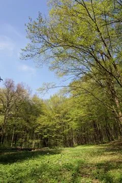 Spring green forest and blue sky with clouds. landscape. Stock Photos