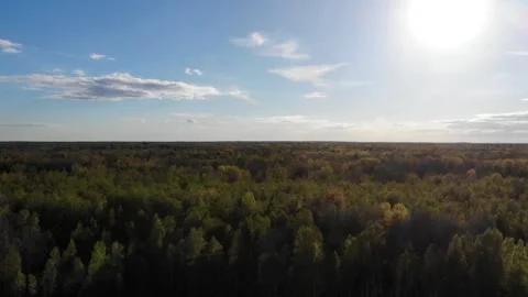 Spring green forest and the sun. Aerial view of beautiful trees. Stock Footage 124269466