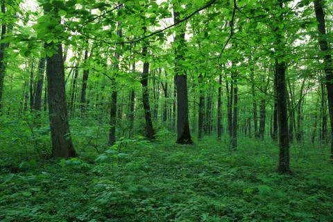 Spring green forest in the evening. landscape. Stock Photos