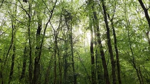Spring in the green forest Stock Footage 240337005