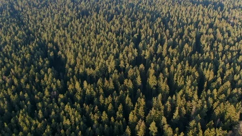 Spring green forest from a height. Forest in the sun. The glare of the sun. Stock Footage 123004964