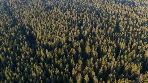 Spring green forest from a height. Forest in the sun. The glare of the sun. Stock Footage 123006981
