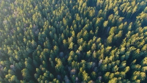 Spring green forest from a height. Forest in the sun. The glare of the sun. Stock Footage 123006987