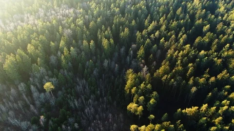 Spring green forest from a height. Forest in the sun. The glare of the sun. Stock Footage 123007004