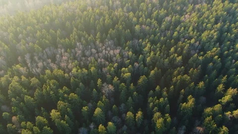 Spring green forest from a height. Forest in the sun. The glare of the sun. Stock Footage 123007010
